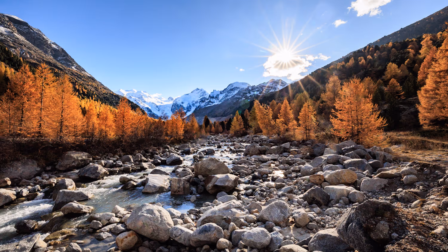 goldgelbe Lärchen im Engadin am Bach